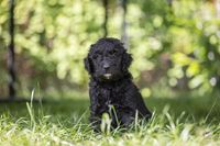 Bernedoodle5